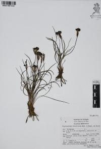 Sisyrinchium tenuifolium image
